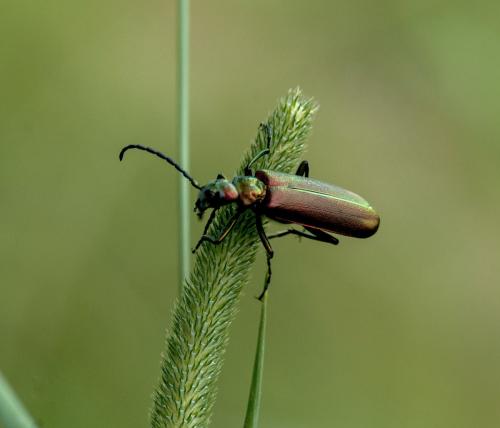 Lytta vesicatoria